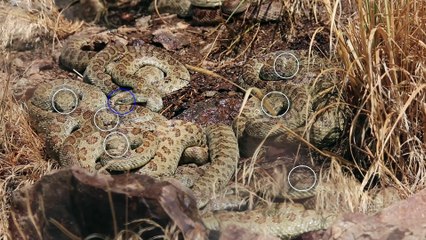 Gravid female snakes drinking during aggregation