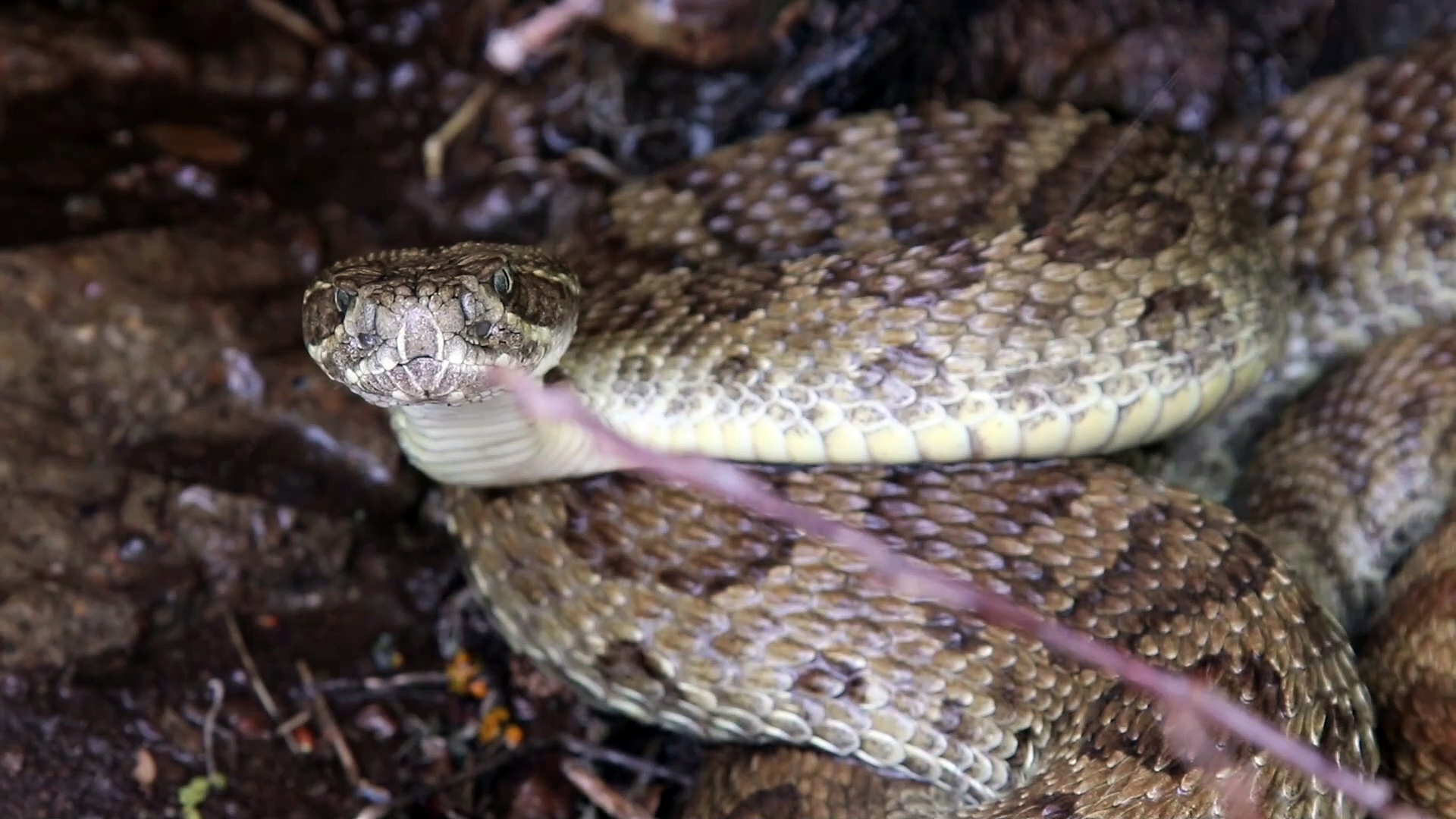 Suspended head drinking
