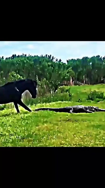 Animals Epic Moments 😱