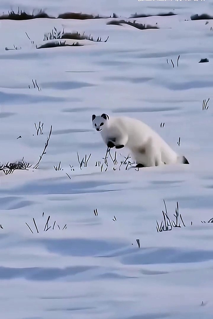 Cute animals😼🦮🙄#animals #shorts #cuteanimals