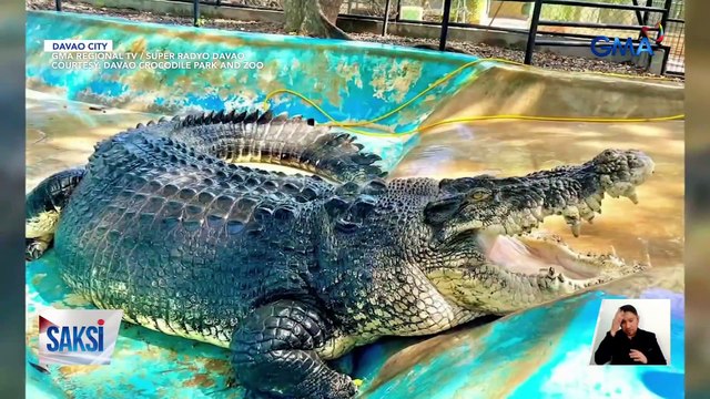 Isa sa pinakamalaking saltwater crocodiles sa Pilipinas, nasawi dahil sa cancer | Saksi