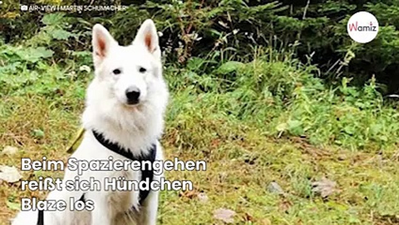 Wärmebildkamera erkennt etwas im Wald: Pilot lässt sich sofort abseilen