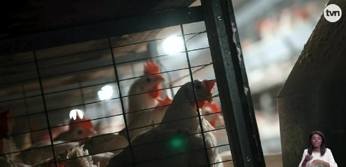 Confirman caso de influenza aviar en Chiriquí