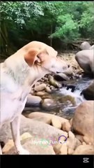 Nideye Malab - Try not to 😂😂 _fbreelsfypシ゚viralシ _viralreelsシ _viralreelschallenge _foryouシ _comedy _funnyreels _dog _funnyvideos _animals _f