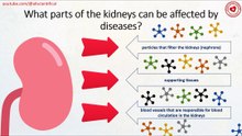 What parts of the kidneys can be affected by diseases?