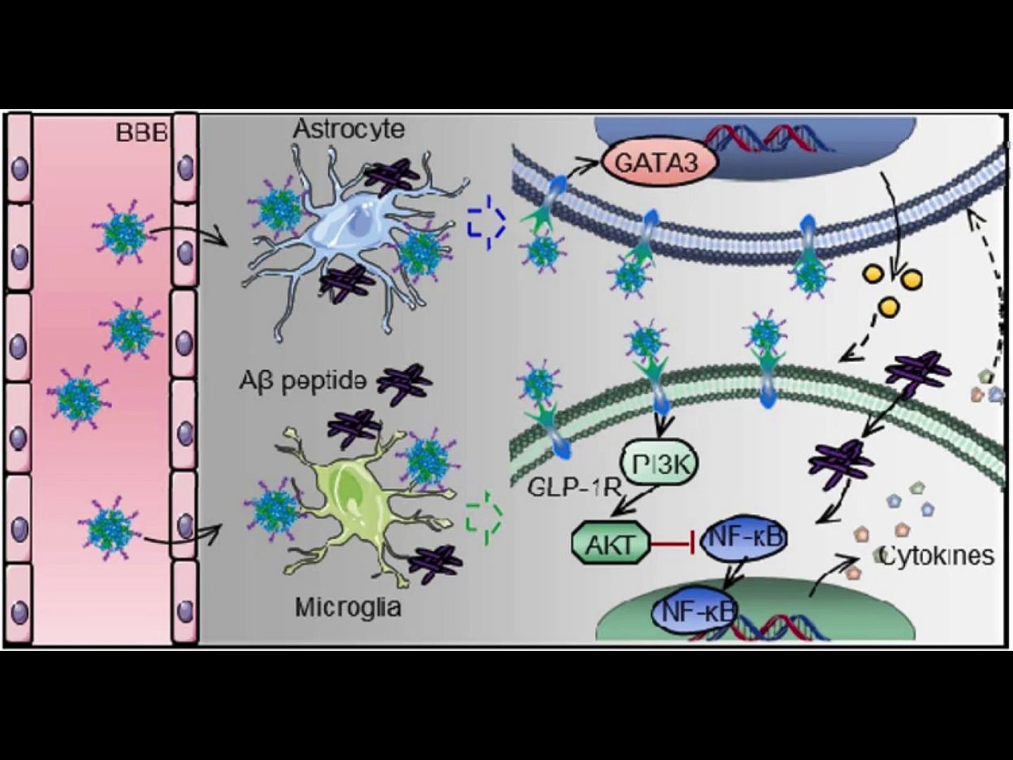 ⁣Understanding the Potential of GLP-1 Agonists in Alzheimer's Disease|What Are GLP-1 Agonists an