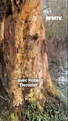 Après 150 ans d'absence, le castor fait son retour tout près de Lille