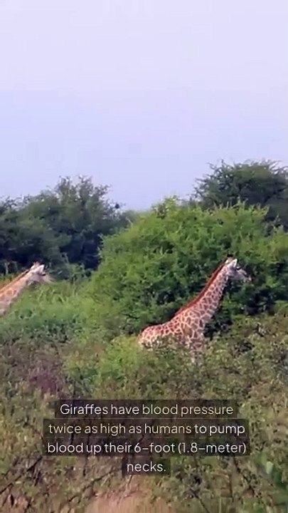 Giraffes High Pressure
