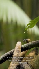 Sloths Slow Motion Life