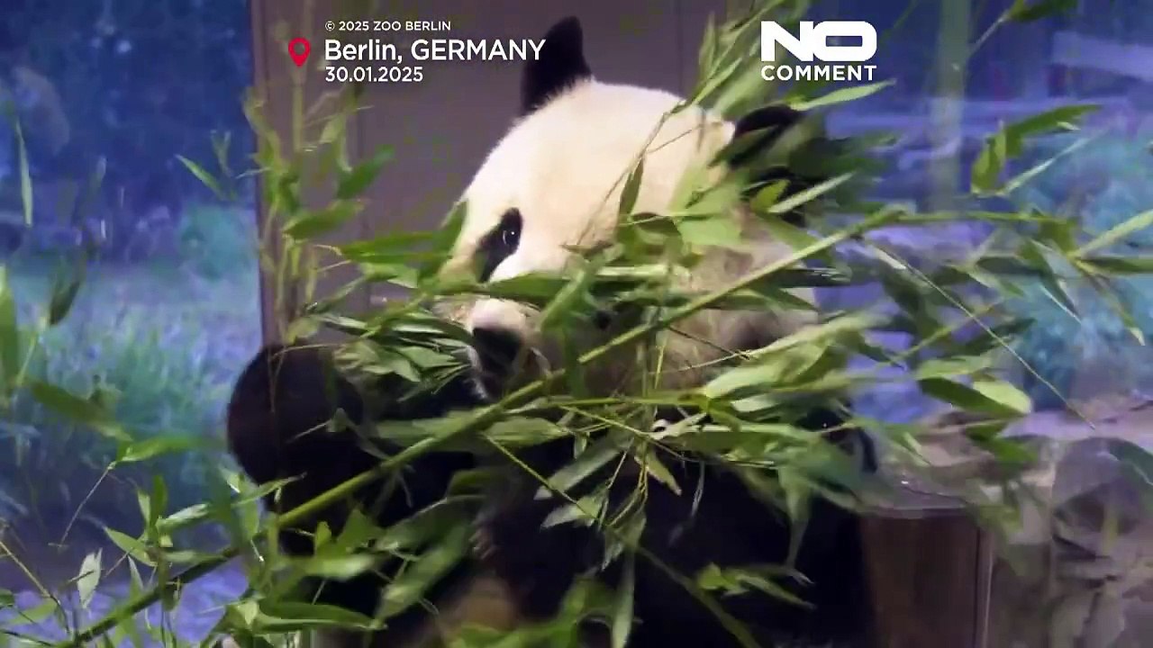 Panda-Nachwuchs in Berlin vorgestellt