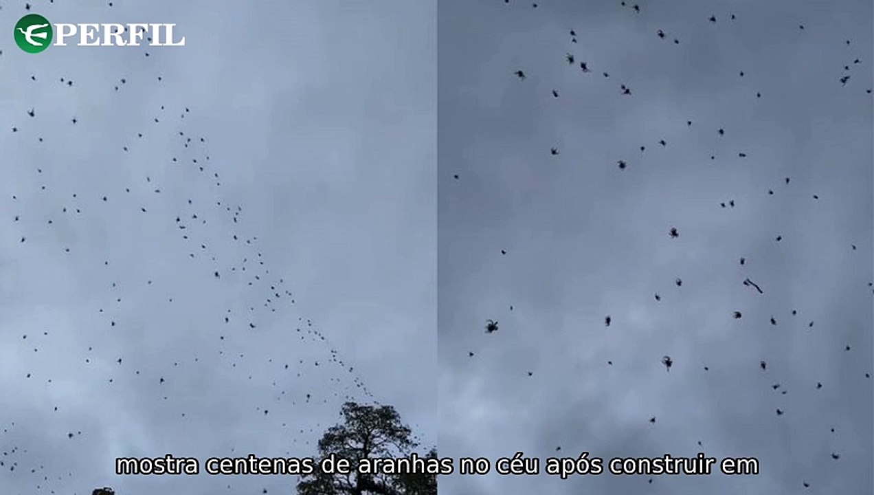 "Chuva de aranhas em MG, polêmicas de Rodrigo Bocardi e visita emocionante de Bela Gil à irmã no hospital"