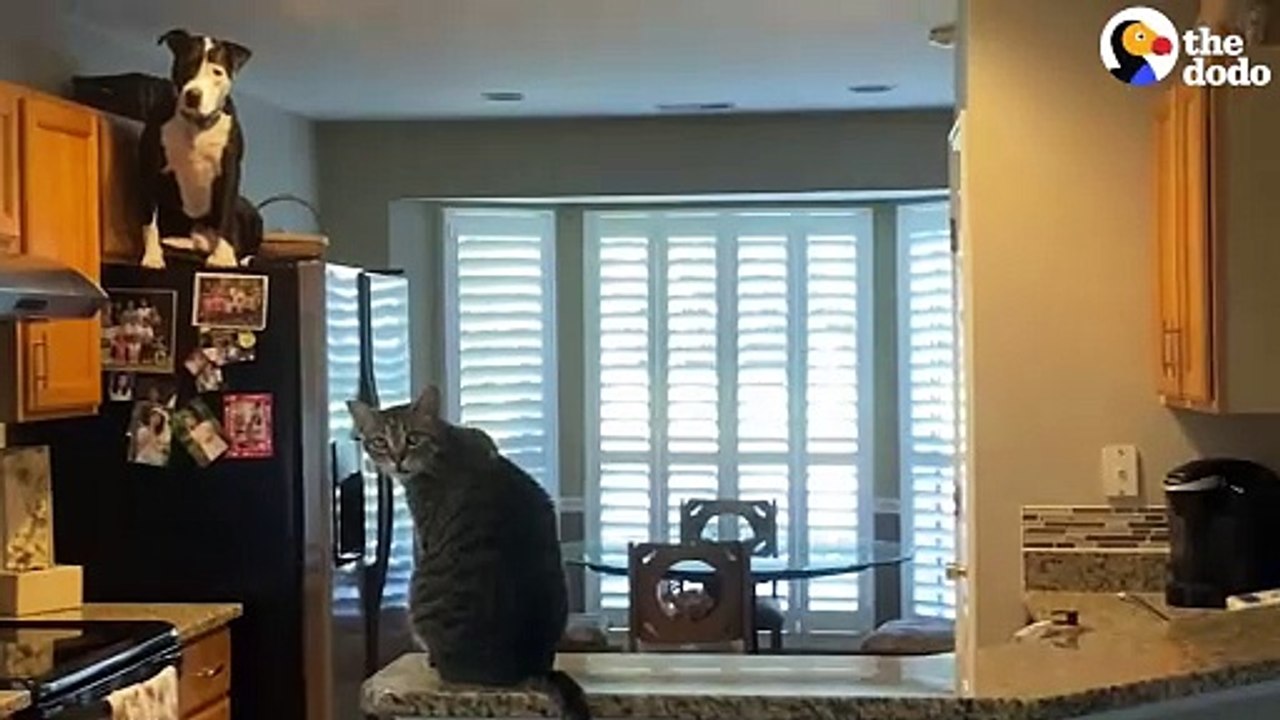Rescue Pittie Thinks He's A Cat