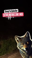 Sinop'ta çakal sesleri geceyi inletti