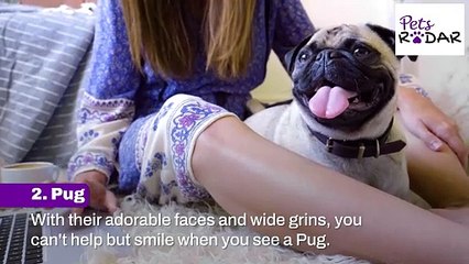 10 Friendliest Dog Breeds