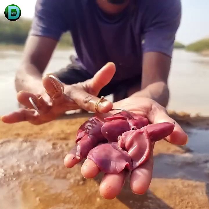 Discovery Site - Wow really amazing big stuck monster stingray fish catching form river side dry place underground. best 2024 fishing video _fishing - 572598