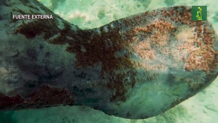 Las manatíes Lupita y Rosita: una amistad que perdura en el tiempo