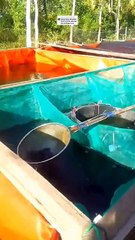 Pekerjaan SORTIR cepat, ikan lele RATA ukuran dengan bantuan alat ini