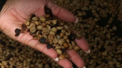 Mundo Verde: Café sostenible en la cuenca del Canal