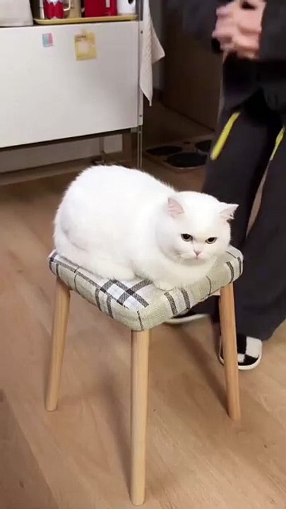 Lustige Pfoten 20250201