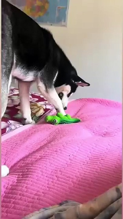 Meow & Woof Universe 20250201