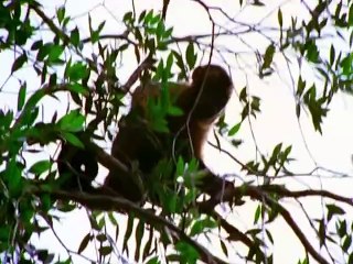 El Mundo perdido - Parte 1 - 2001