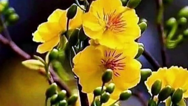 VTV Idents Tết 2025