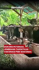 Dukung Peternak, Jembrana Targetkan Vaksinasi PMK Maksimal