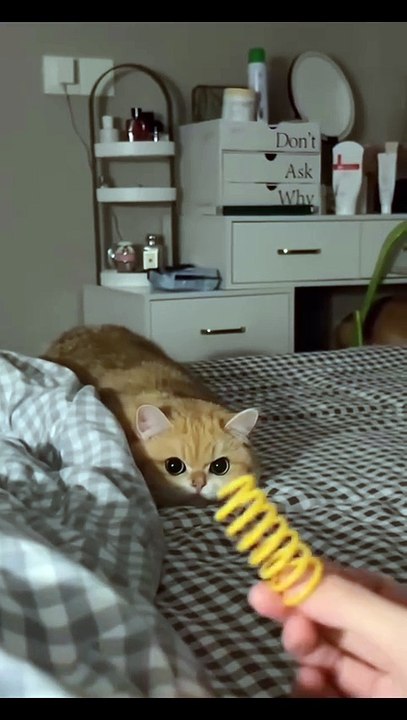 Hund bringt Fernbedienung! 20250201