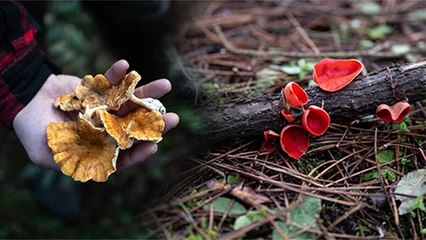 Ormanda sıra dışı bir macera: Mantar keşfi