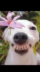 Lol 😂😂😂 Funny Dog Video