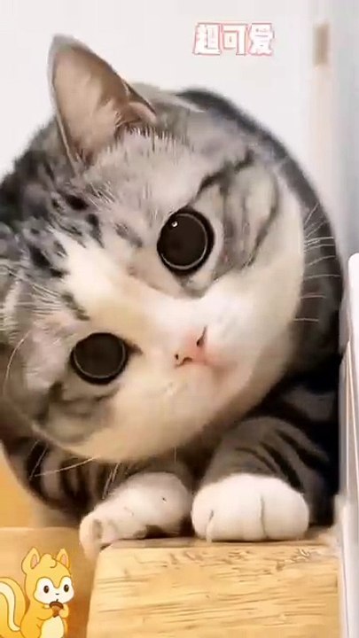 Lustige Pfoten 20250201