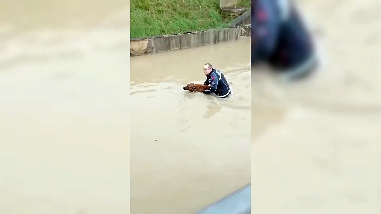 Cecina, intrappolato con l?auto nel sottopasso allagato: salvato insieme al cane dai vigili