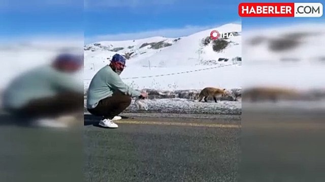 Yolda Gördüğü Tilkiyi Eliyle Besleyen Hayvansever Takdir Topladı