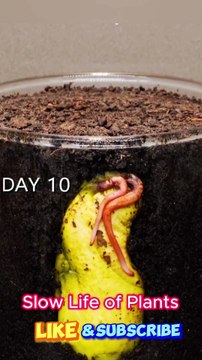 The Slow Life of Plants – A Mesmerizing Timelapse from Seed to Plant #timelapse