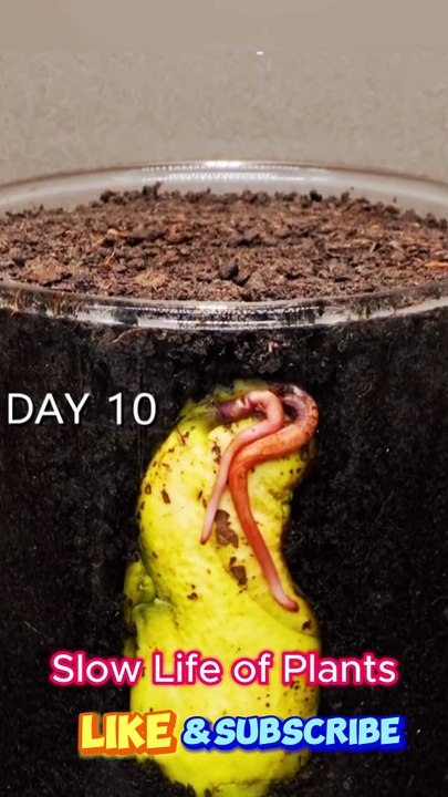 The Slow Life of Plants – A Mesmerizing Timelapse from Seed to Plant #timelapse