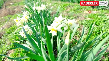 Hobi Olarak Başladığı Nergis Üretimi Geçim Kaynağı Oldu