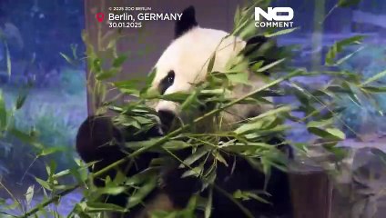 Watch: Berlin zoo's panda cubs Leni and Lotti debut to the public with their mother