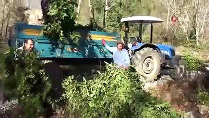 Köylünün yeşil hazinesi: Doğada kendi kendine yetişiyor, dünyaya satılıyor