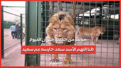 مباشر من حديقة حيوان الفيوم.. هنا التهم الأسد سعد حارسه عم سعيد