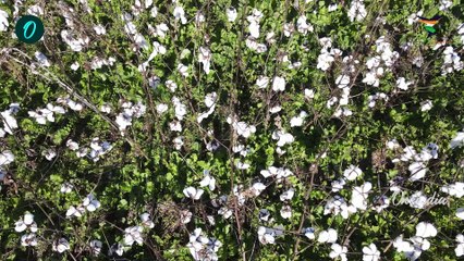 Union Budget 2024: ಹತ್ತಿ ರೈತರಿಗೆ ಬಾಂಗ್ಲಾದೇಶದಲ್ಲಿ ದೊಡ್ಡ ಶಾಕ್! 💥