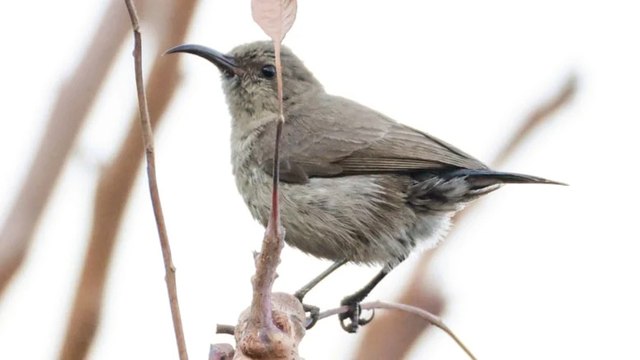 Türkiye'de ilk kez Filistin nektarkuşu görüldü