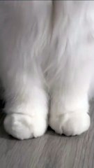 Katze liebt Wasser! 20250201