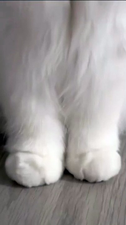 Katze liebt Wasser! 20250201