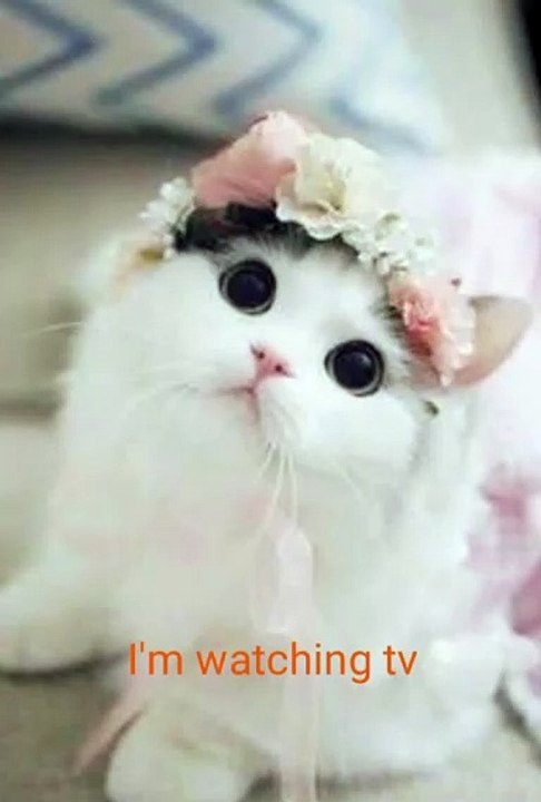 Cute Expression