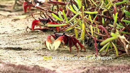 Fun Crab Facts, Discover the World’s Claw-Some Creatures!