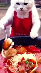 Cat cooking videos