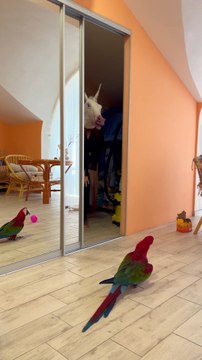 Hilarious macaw moment: Parrot hides after mom scares it with unicorn mask
