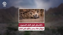 «انقــرض قبل آلاف السنين» .. حيوان مفتـــرس يظهر في مصر