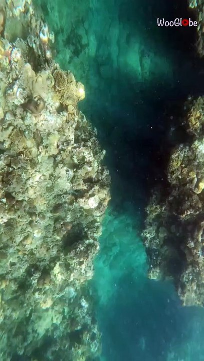 Diver enjoys water bliss but bumps into coral reef during the dive