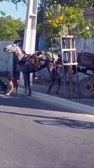 Vídeo: dupla de pitbulls ataca cavalos e é agredida a pauladas por carroceiro, em Maceió